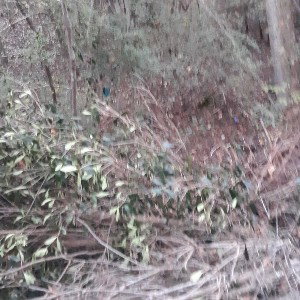 snap dragon superfly punchline comicontron at the pond the steep rondo