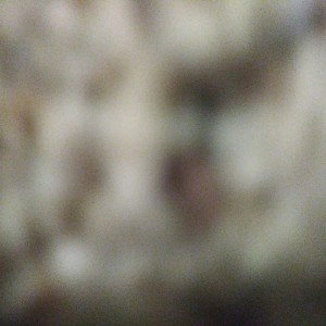 SplashCypher - The Experimentals 