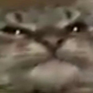 кiт