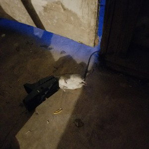 Sicc Shyt.