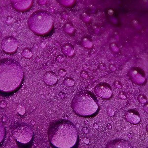Purple rain - acapella