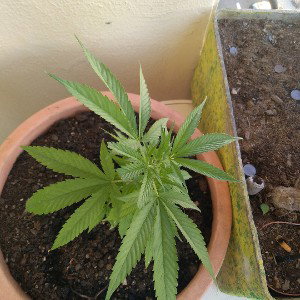 🥦🌕🌞