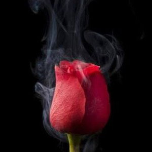 Rosas_que_caem