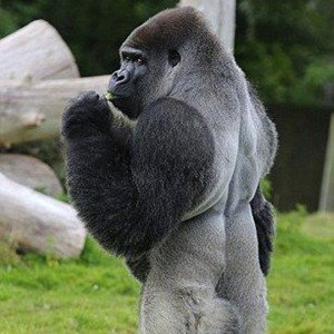 Silverback