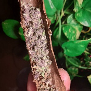 Bass _17-59