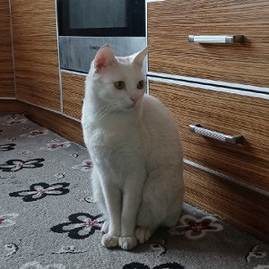 TELLİDERE ACİL - EV KEDİSİ