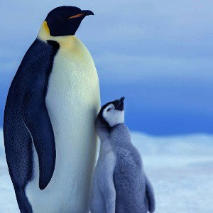 La couronne a maman