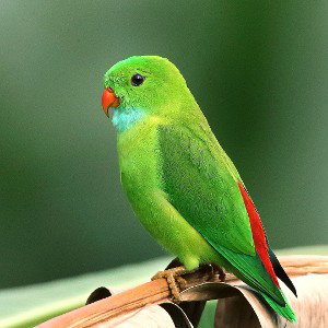 el periquito