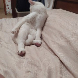 666