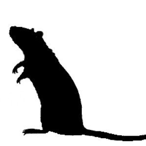 rat