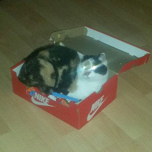 Ein Passagier 