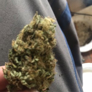 Blaze N Hash