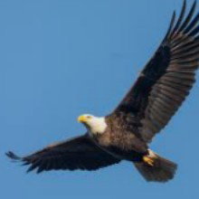 P.O.E.M._Bird of prey_pt 2