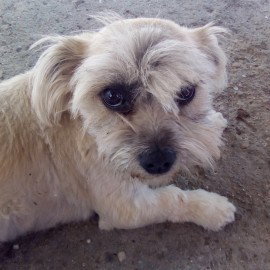  ALBUMCĂȚEL