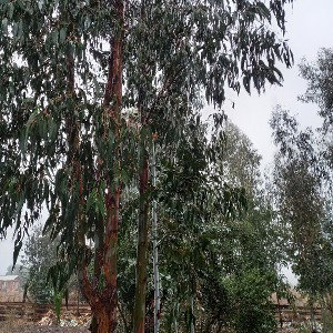 fluir como el viento