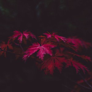 Intro 