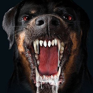 Cane da combattimento 