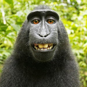 Monkey Song