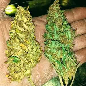REEFER HEADED WOMAN 