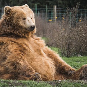 The Bear Necessities