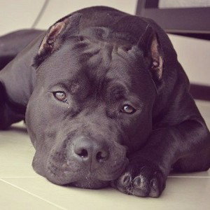 Мама AmStaFF ft JALO