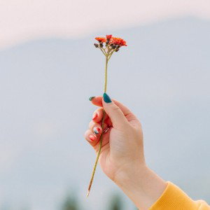 Fiori recisi