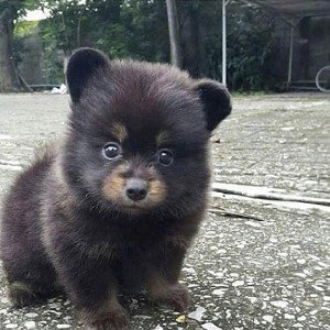 король урок