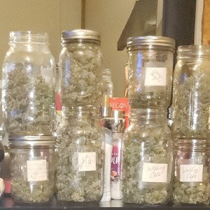 samples