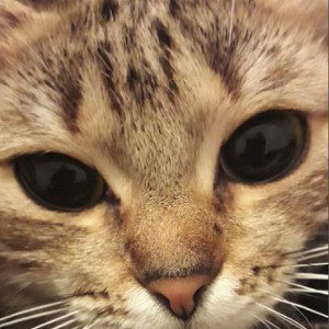 МЯУ!