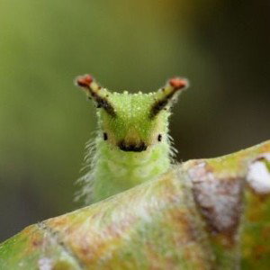 Lydis - Caterpillar
