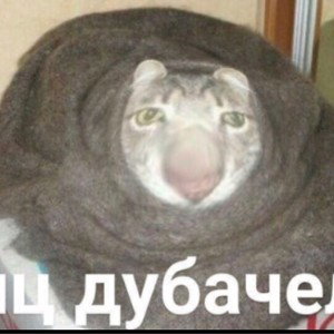 GAVNO