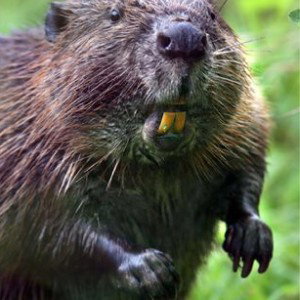 The Beaver Song
