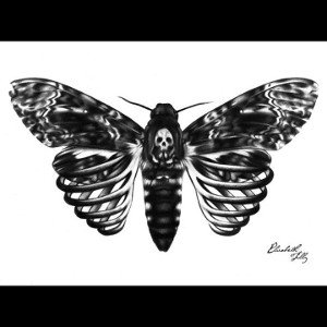 FALENA NOTTURNA