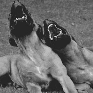 D̈öp̈ë n̈ïG̈ÄS̈S̈