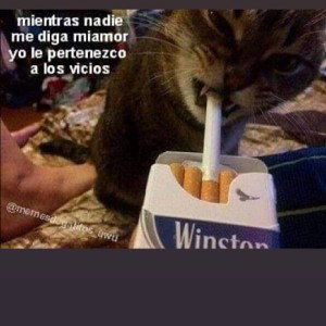 💣💣🔥Mejor gato Q Rata 🔥💣💣