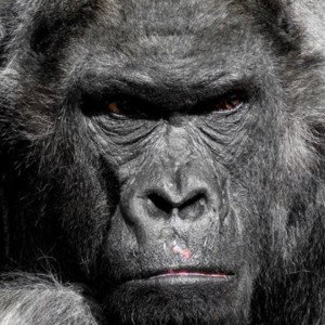 top gorilla 
