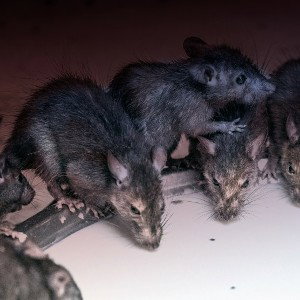 🕶️Ratz🕶️