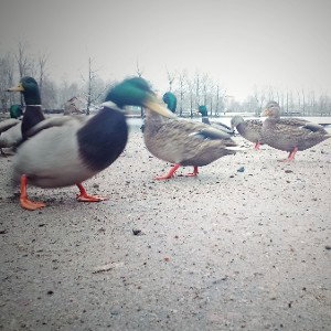 минусок в носок