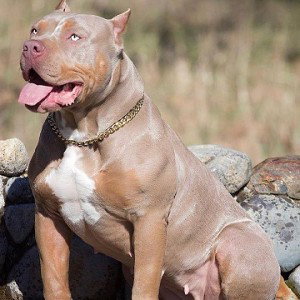 r.i.p 🐕 Graham