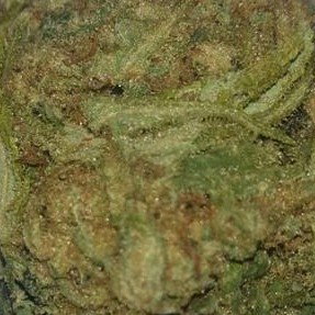 🌱Weed🌱 🛐is〽 the〽 Cheat〽 