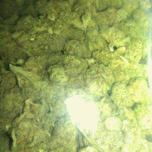 applin pressure
