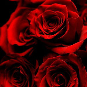Rose's