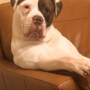 Big dog lounging 