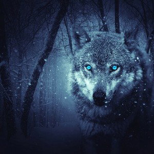 Μοναχικός λύκος 💔🐺