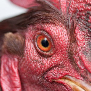 cock eye