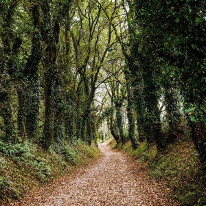 Camino
