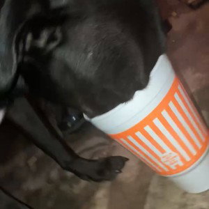 Gödš Łïfę