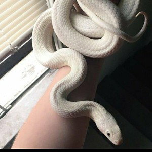 Dany - snake 