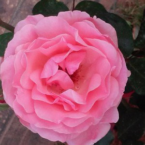 Sarai Prinsesa dormilona
