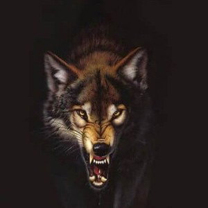 Lobo solitario 